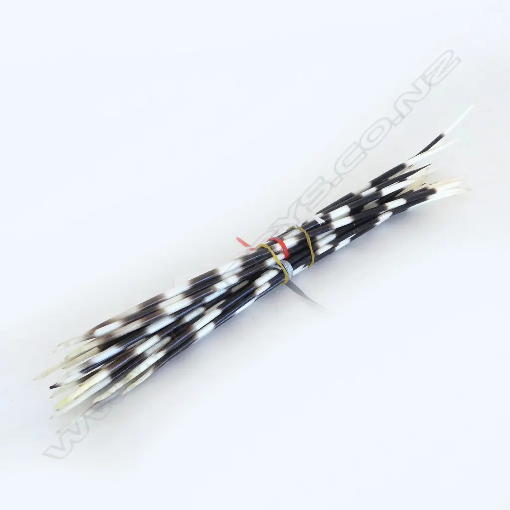 PORCUPINE QUILLS L.350mm Image 1++
