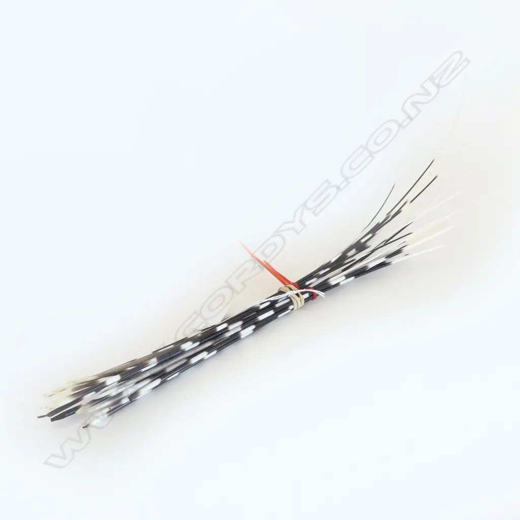 PORCUPINE QUILLS, MOST L.350-420mm LONGEST 530mm Image 1++