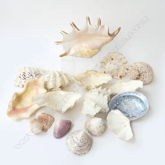 ASST. SHELLS