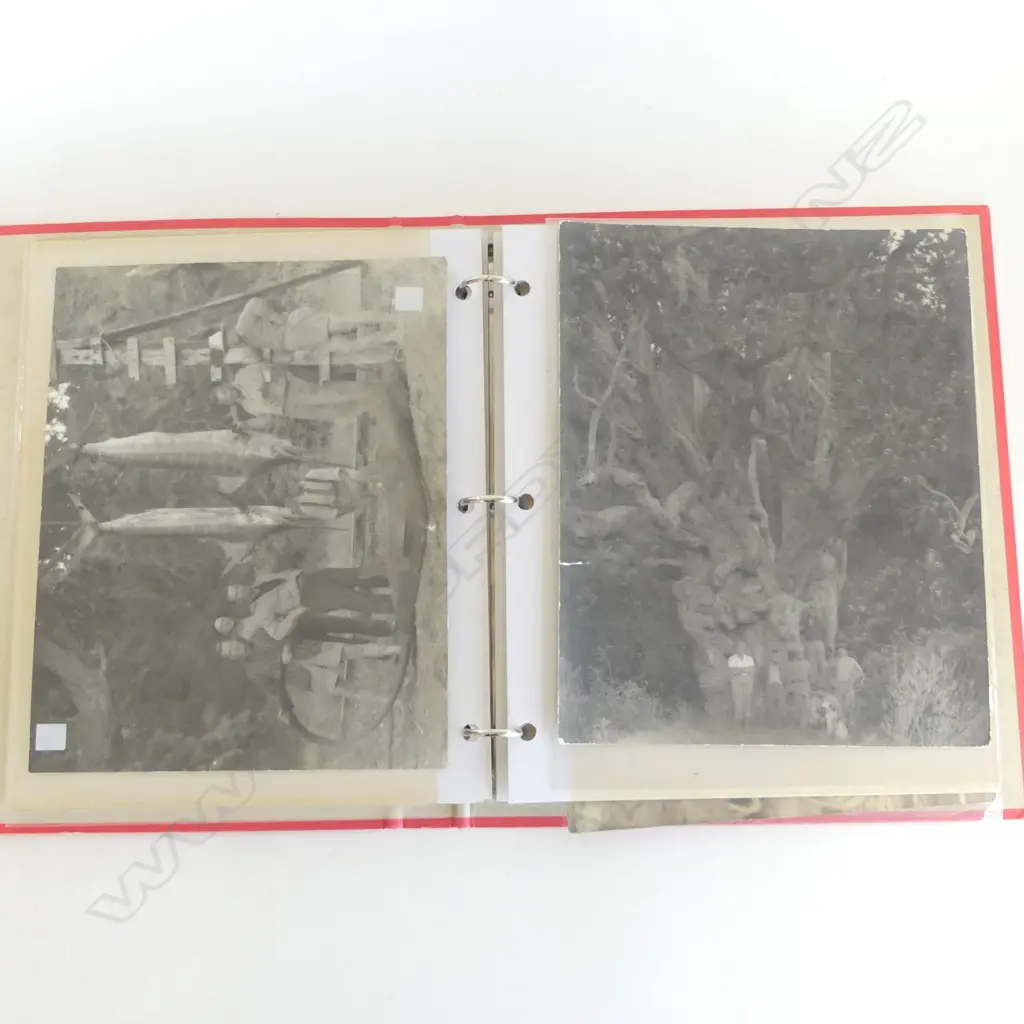 ALBUM OF 13 LARGE FORMAT B&W PHOTOGRAPHS, GAMING, FISHING ETC (MAJOR ISLAND) Largest: 200 x 250mm Image 1++