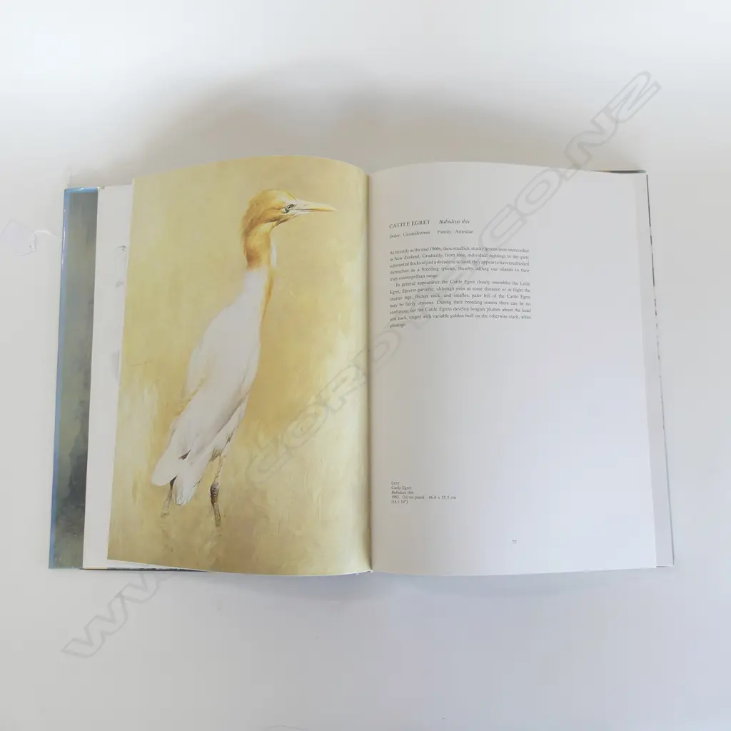 BOOK; RAYMOND CHING NZ BIRDS 365x275mm Image 1++