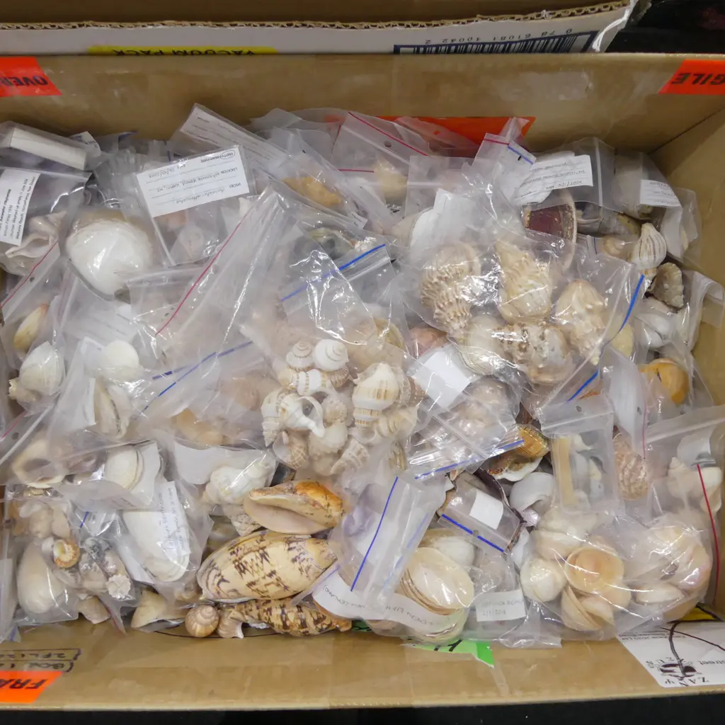 LG COLLECTION ASST. SEA SHELLS Image 1++