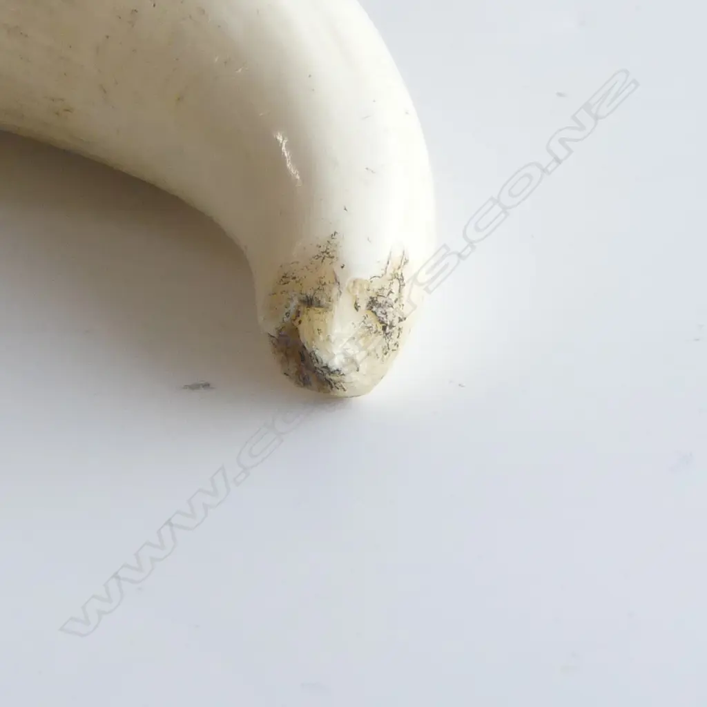 LARGE SPERM WHALES TOOTH SILVER CAPPED WITH GREEN/PINK TOURMALINE CABACHONS SUSPENSION RING TO WEAR AS PENDANT L120mm Image 1++