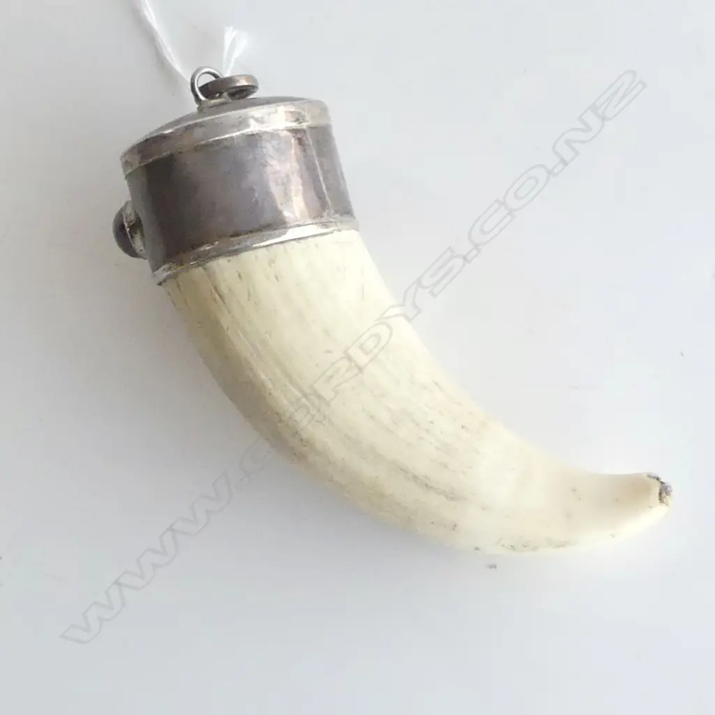 LARGE SPERM WHALES TOOTH SILVER CAPPED WITH GREEN/PINK TOURMALINE CABACHONS SUSPENSION RING TO WEAR AS PENDANT L120mm Image 1++