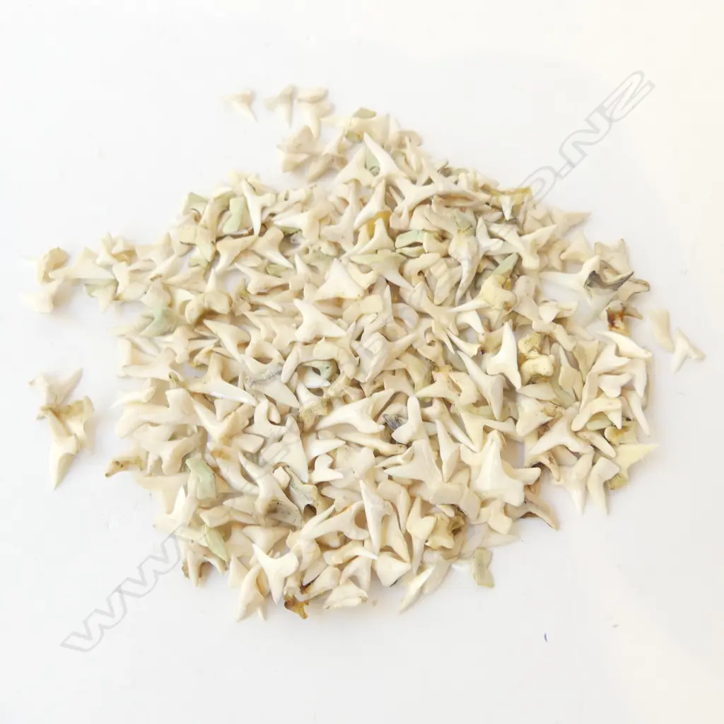 SHARK TEETH H.20mm (70 GRAMS) Image 1++