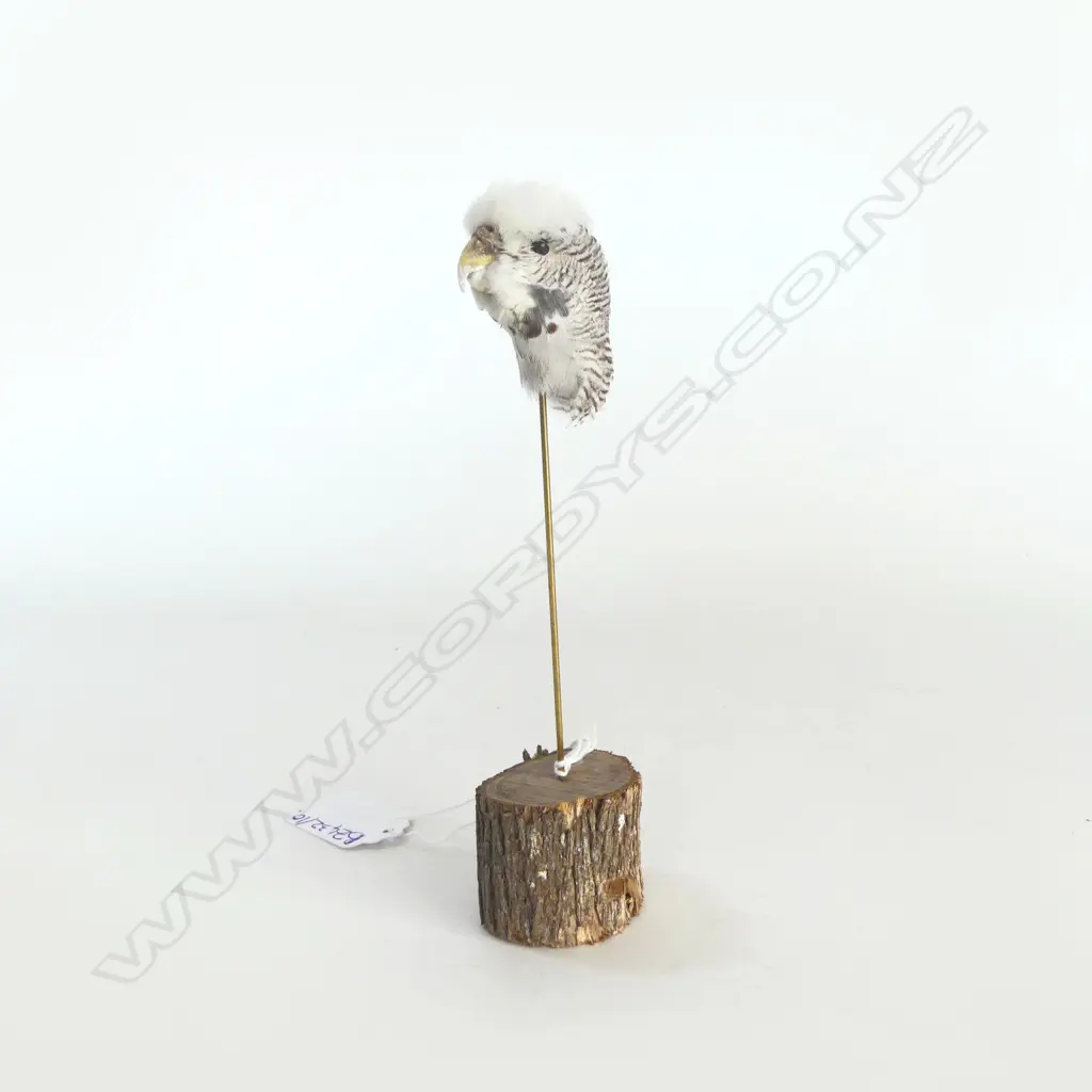TAXIDERMY BUDGY HEAD ON STAND H.165mm Image 1++