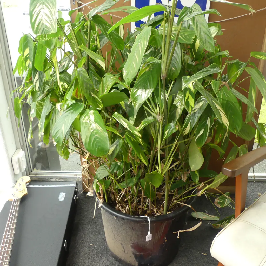 LG CTENANTHE PLANT H.1200mm Image 1++