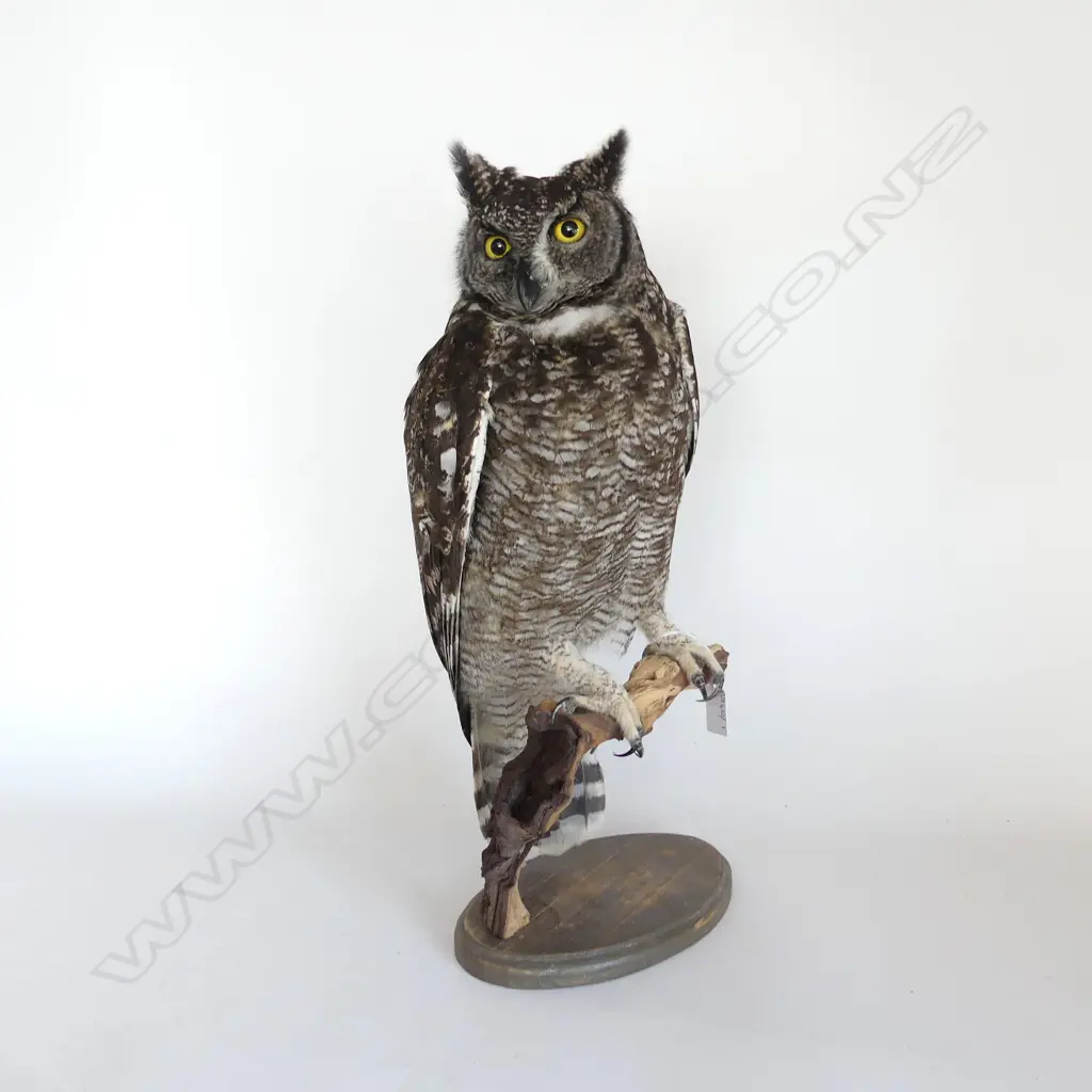 LG MOUNTED TAXIDERMY SPOTTED EAGLE OWL H.500mm Image 1++