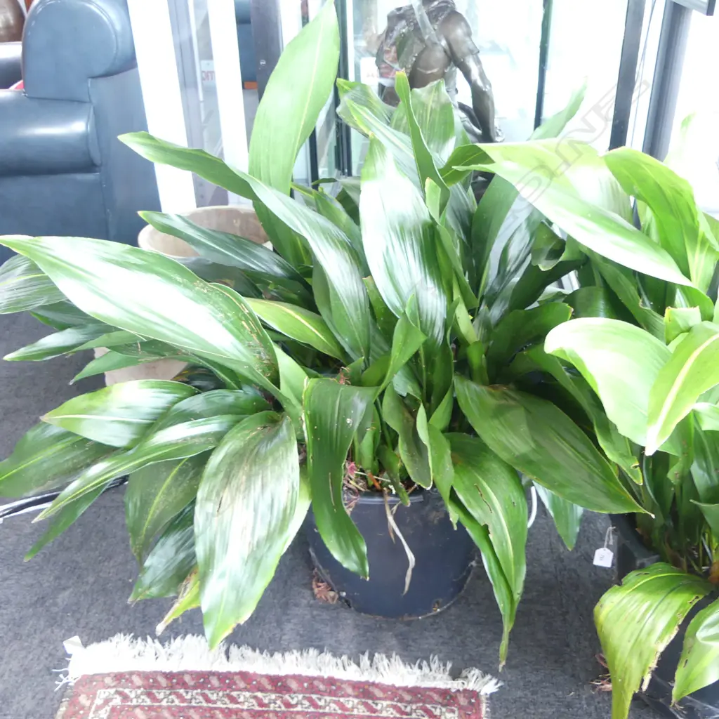LG ASPIDISTRA PLANT H.900mm Image 1++