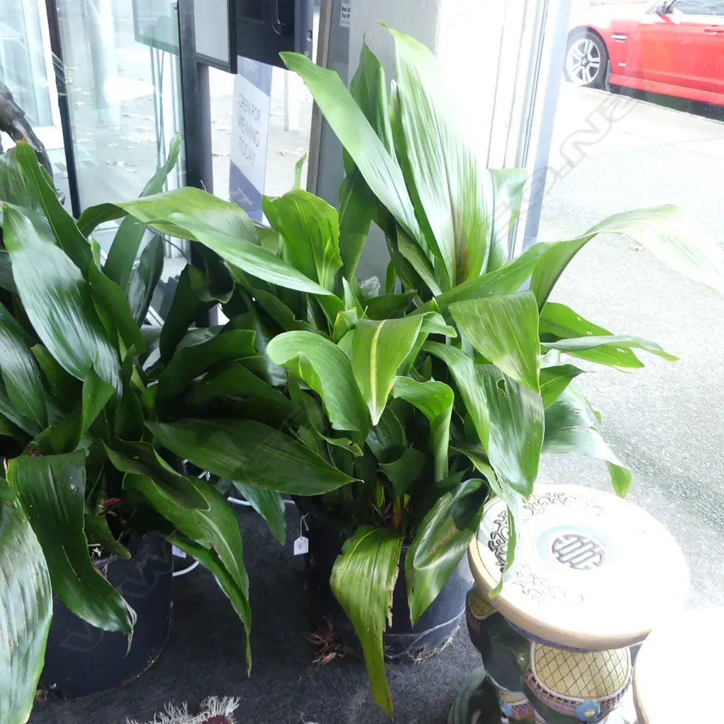 LG ASPIDISTRA PLANT H.1000mm Image 1++