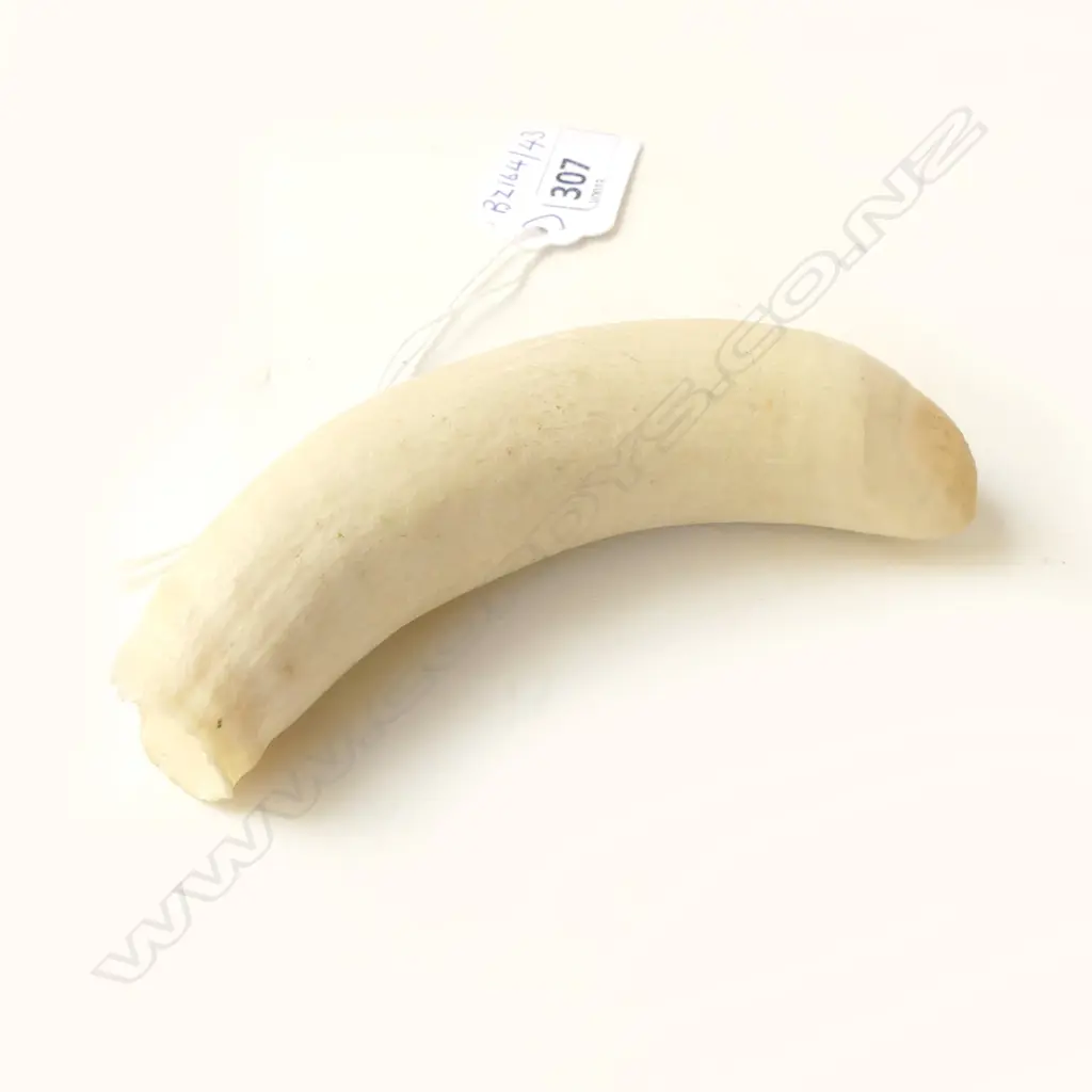 SPERM WHALE TOOTH, L.110mm Image 1++