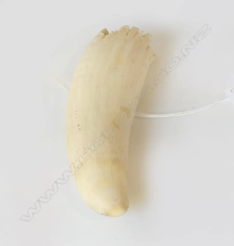 SPERM WHALE TOOTH, L.120mm Image 1++