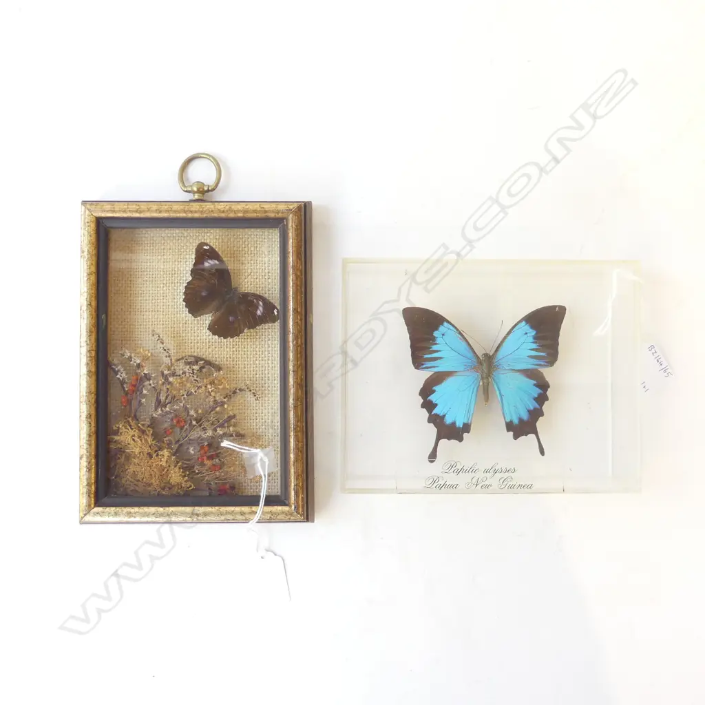 TAXIDERMIED CASED BUTTERFLIES, h 200 mm Image 1++