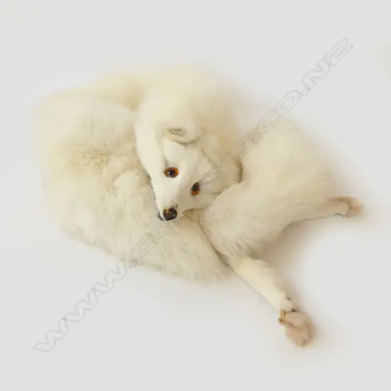 ARCTIC FOX STOLE w. HEAD