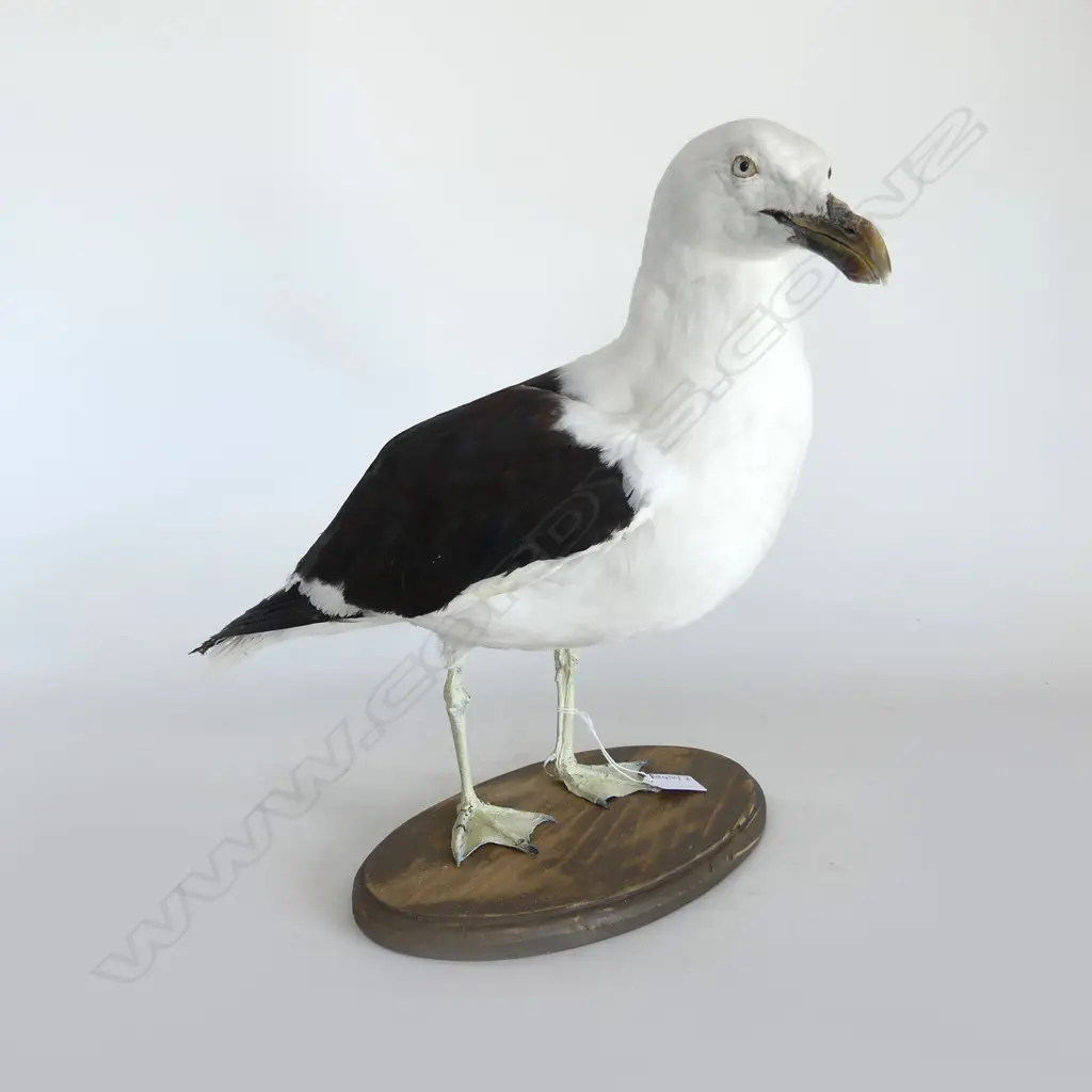 LG MOUNTED TAXIDERMY KELP GULL H.380mm Image 1++