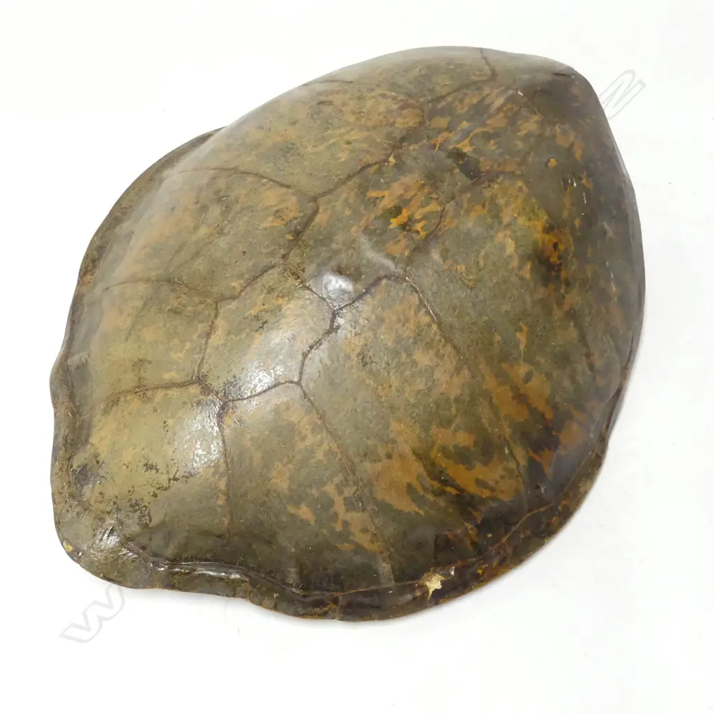 LG TORTOISHELL 850x700x250mm Image 1++