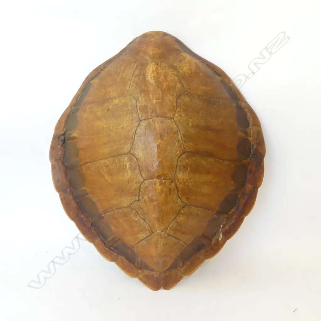 VINTAGE TURTLE SHELL L.520mm Image 1++