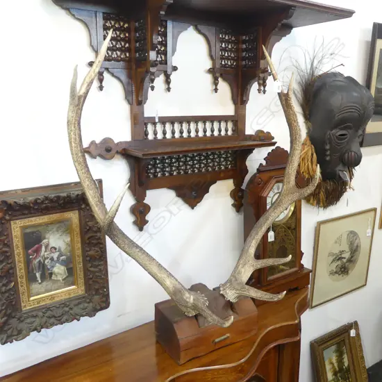 10 POINTER MOUNTED STAG HORNS H.850mm