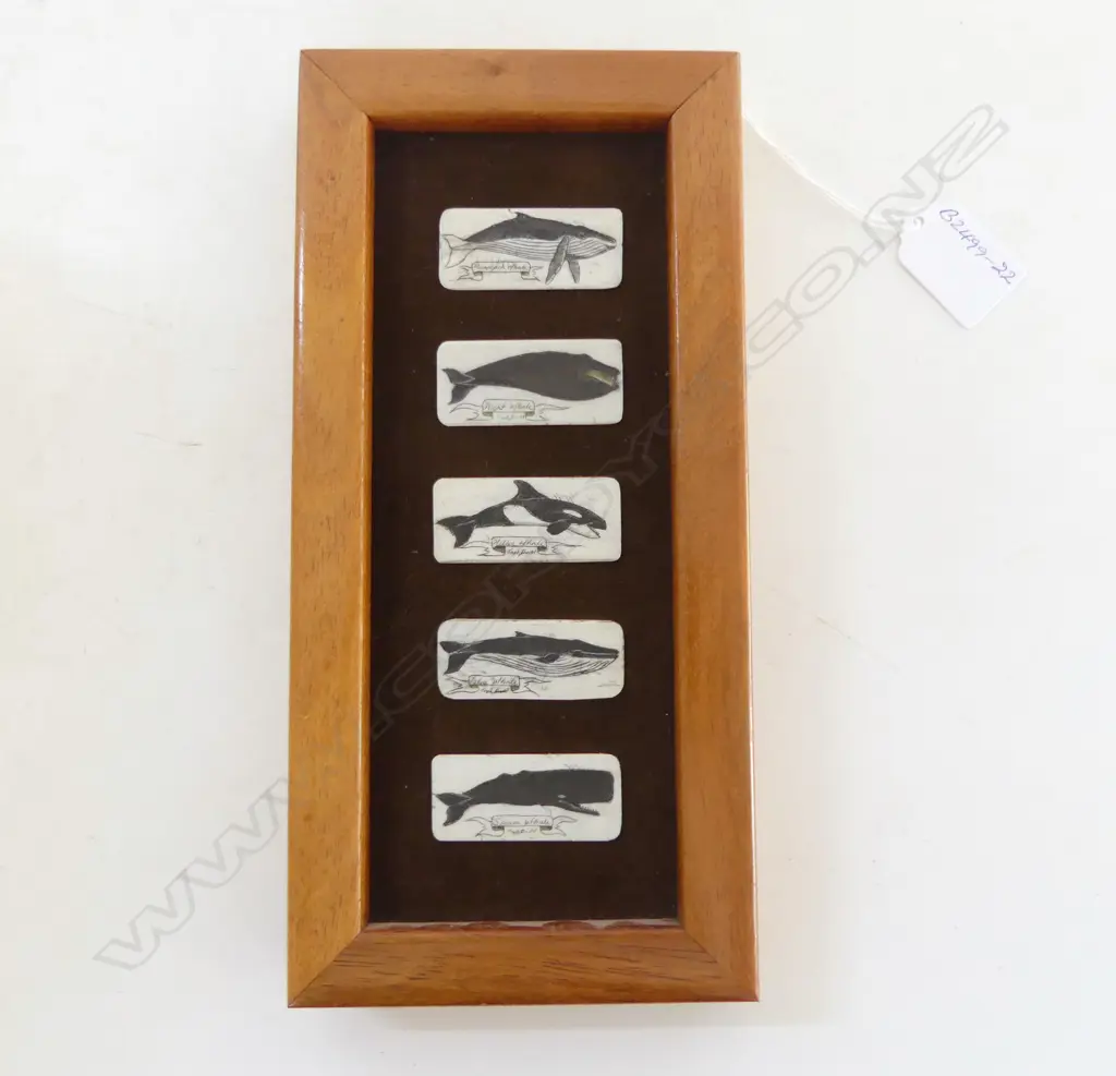 FRAMED IVORY SCRIMSHAW 5 WHALES, HAWAIIAN CRAFTED, inside frame H.200 x 75mm Image 1++