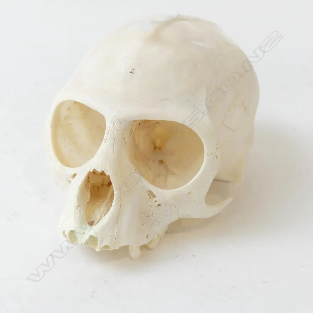 VERVET MONKEY SKULL L.90mm Image 1++
