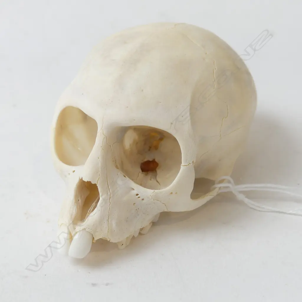 VERVET MONKEY SKULL L.90mm Image 1++