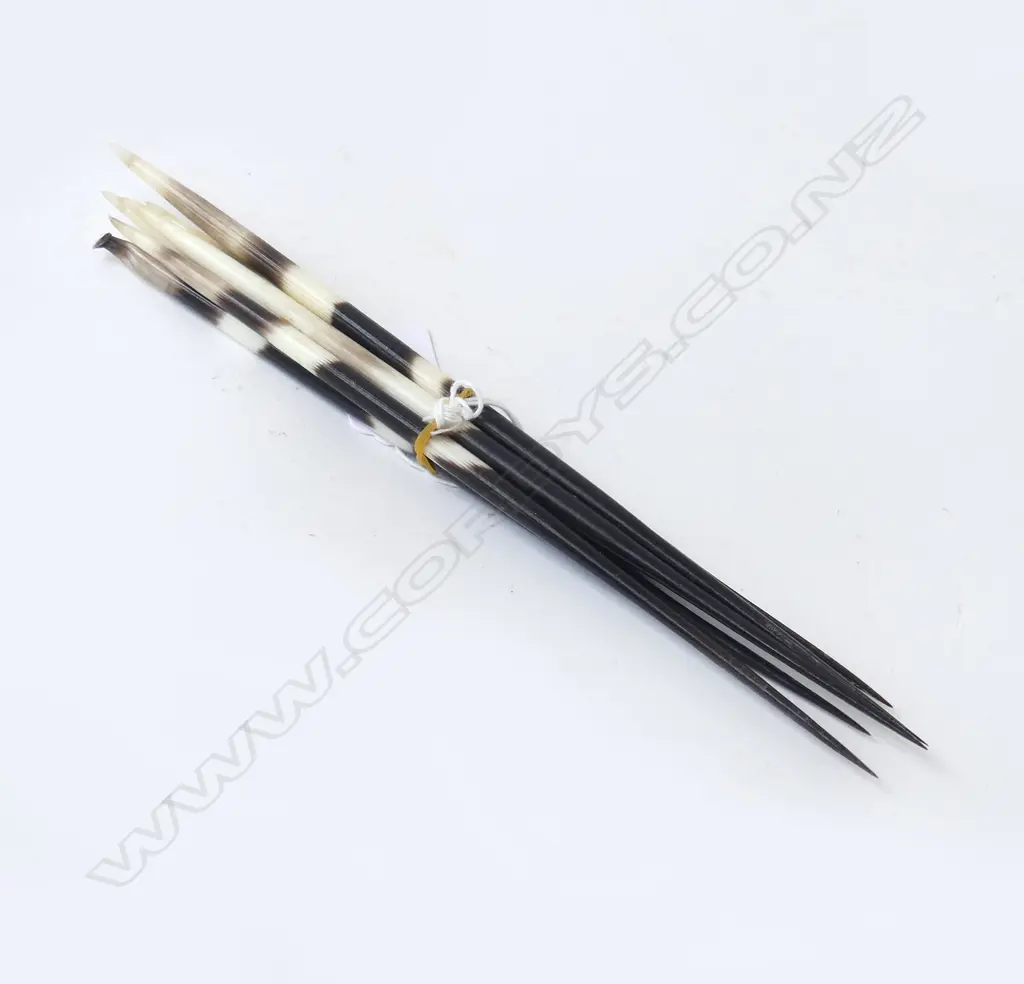 6 PORCUPINE QUILLS L.230mm Image 1++