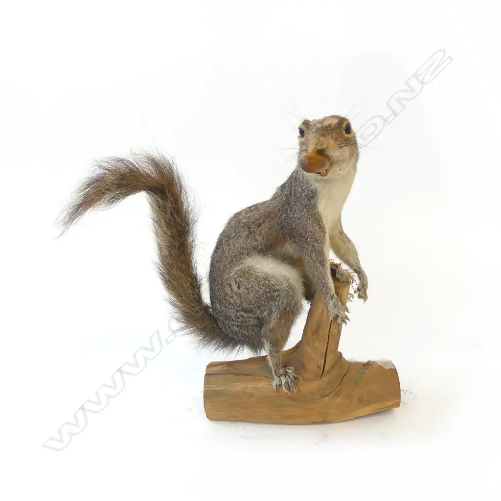 TAXIDERMY MOUNTED SQUIRREL H.280mm Image 1++