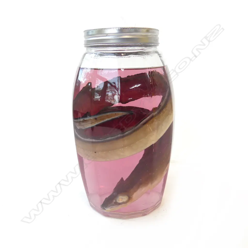 EEL WET SPECIMENT IN FORMALDEHYDE JAR H.235mm Image 1++