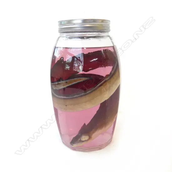 EEL WET SPECIMENT IN FORMALDEHYDE JAR H.235mm