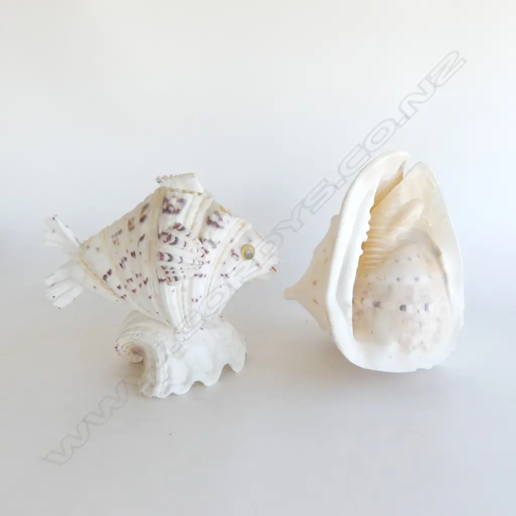 MED SIZED QUEEN HELMET CONCH SHELL, L.230mm & COMPOSITE SHELL FISH SCULPTURE, H.200mm L.260mm Image 1++