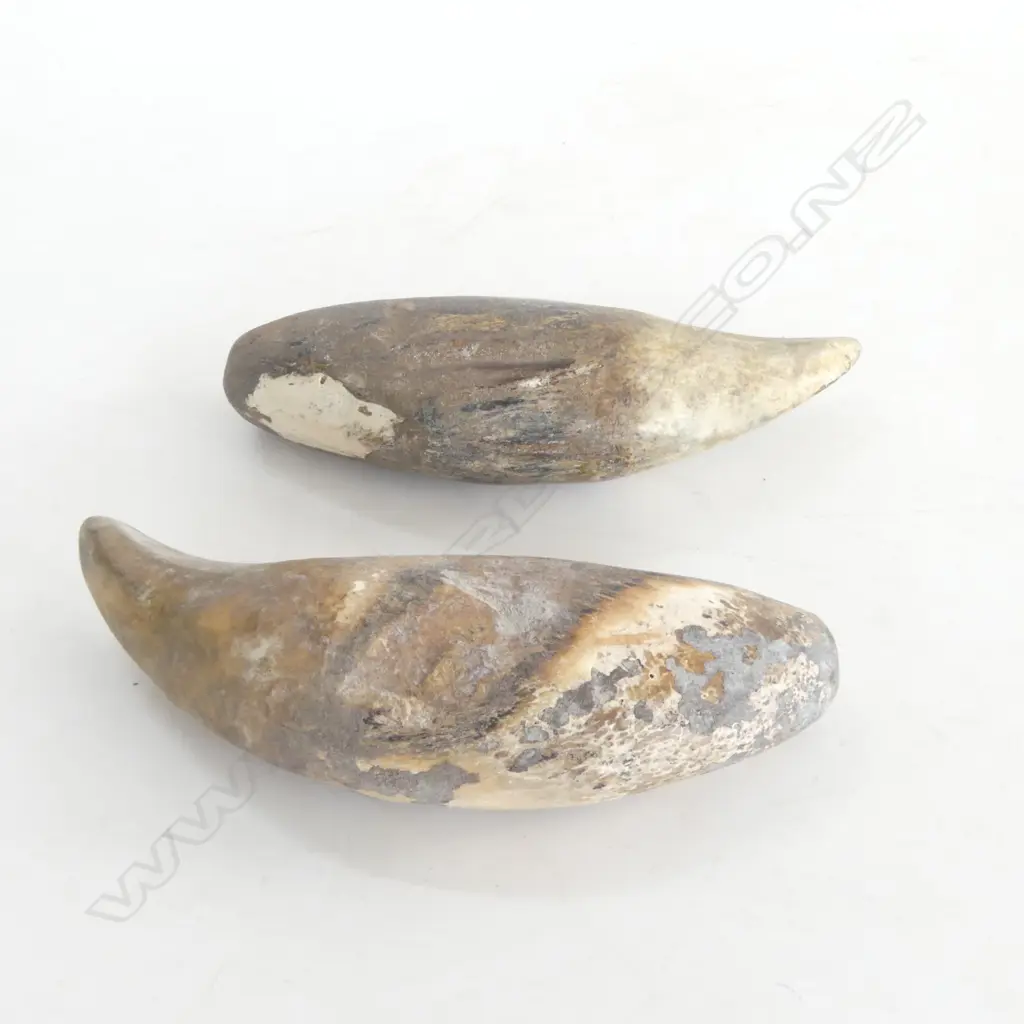 PR LG TEETH (TIGER?) L.105mm Image 1++