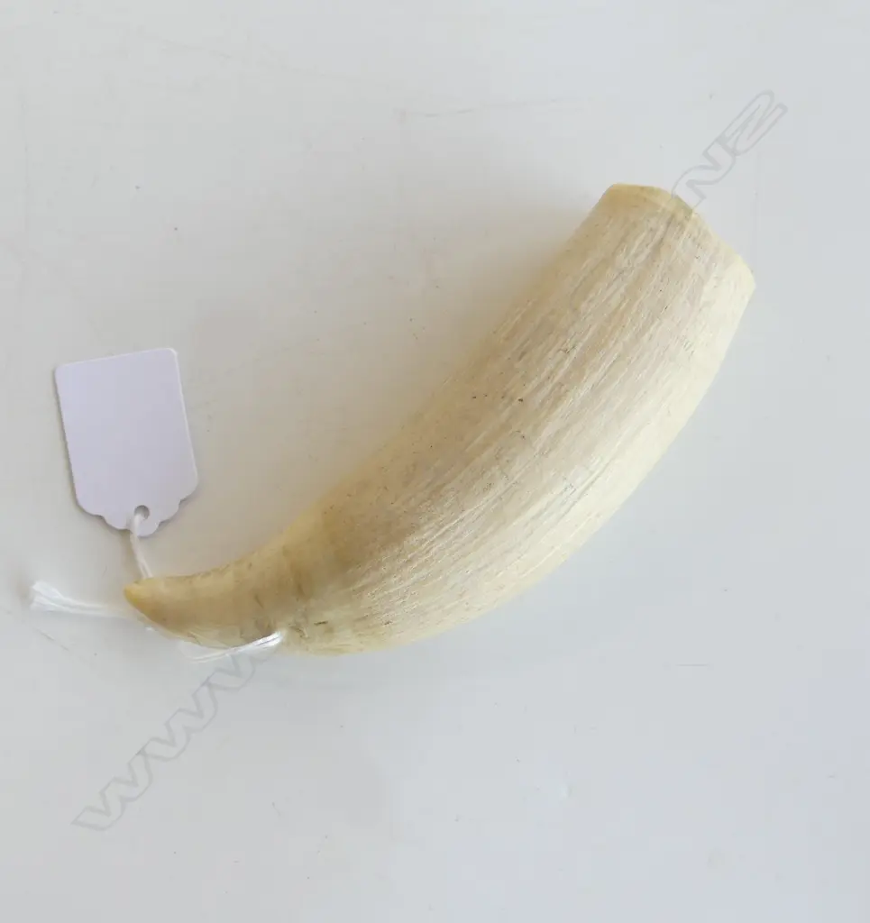 LG WHALES TOOTH L.130mm Image 1++