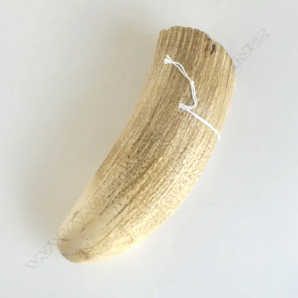 LARGE SPERM WHALES TOOTH L160MM Image 1++