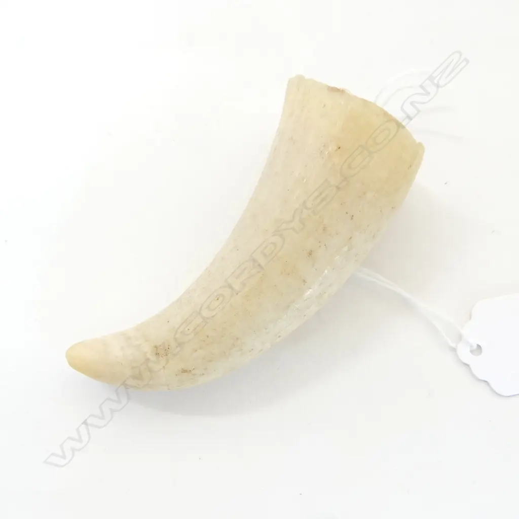 WHALES TOOTH L.90mm Image 1++