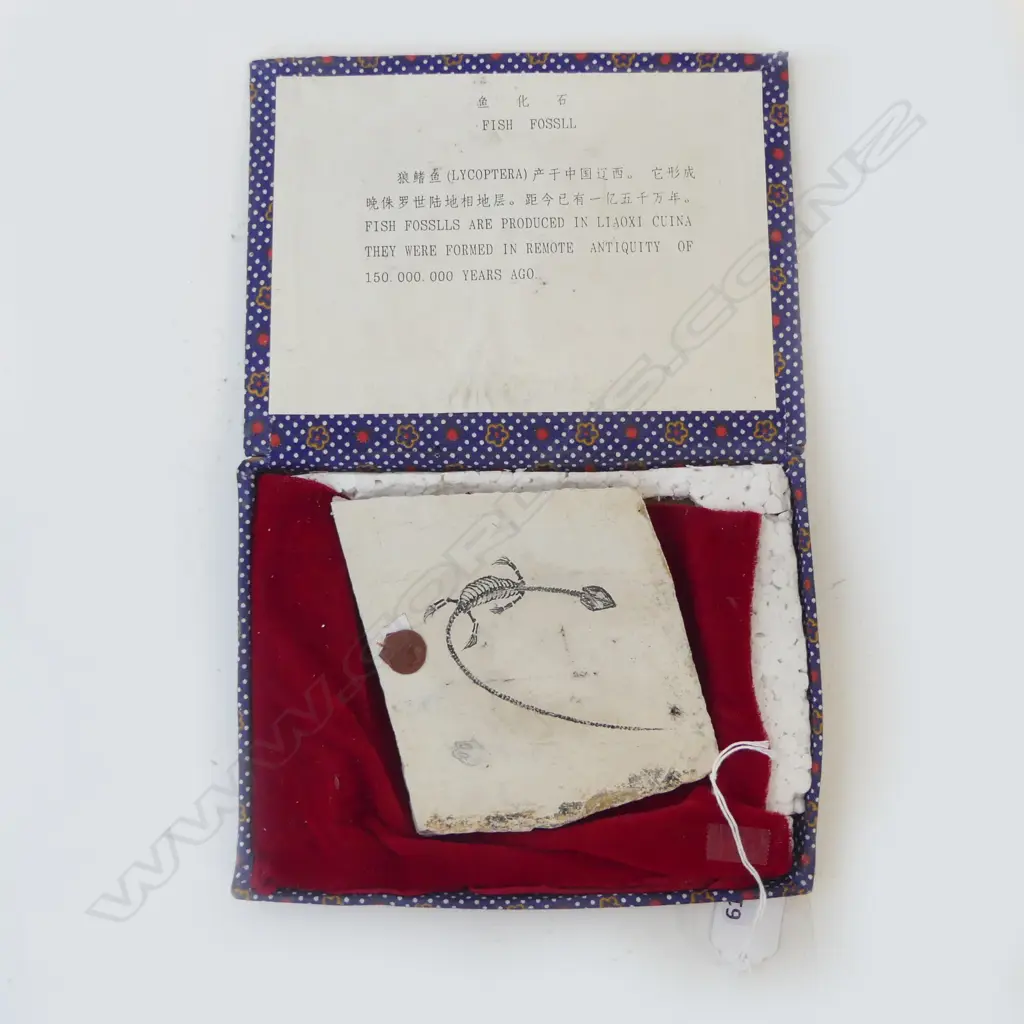 '150,000,000' year old FISH (LYCOPTERA) FOSSIL 170 x 80mm IN BOX Image 1++