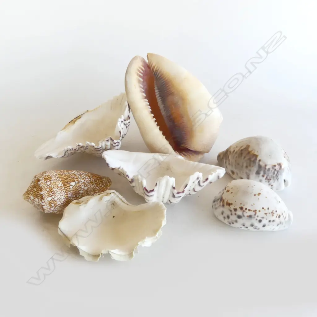 COLLECTION OF SHELLS Image 1++
