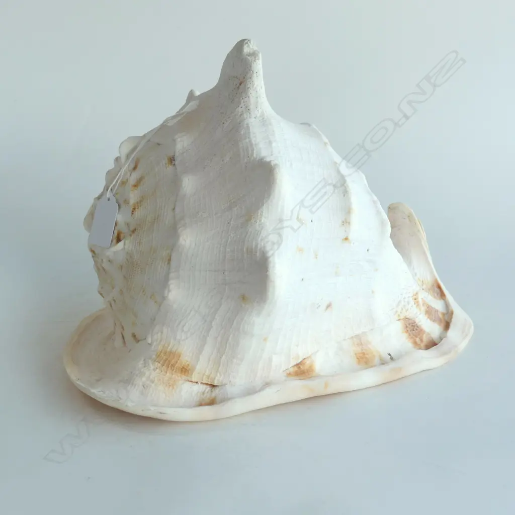 EXRA LG QUEEN HELMET CONCH SHELL, L.320mm H.220mm Image 1++