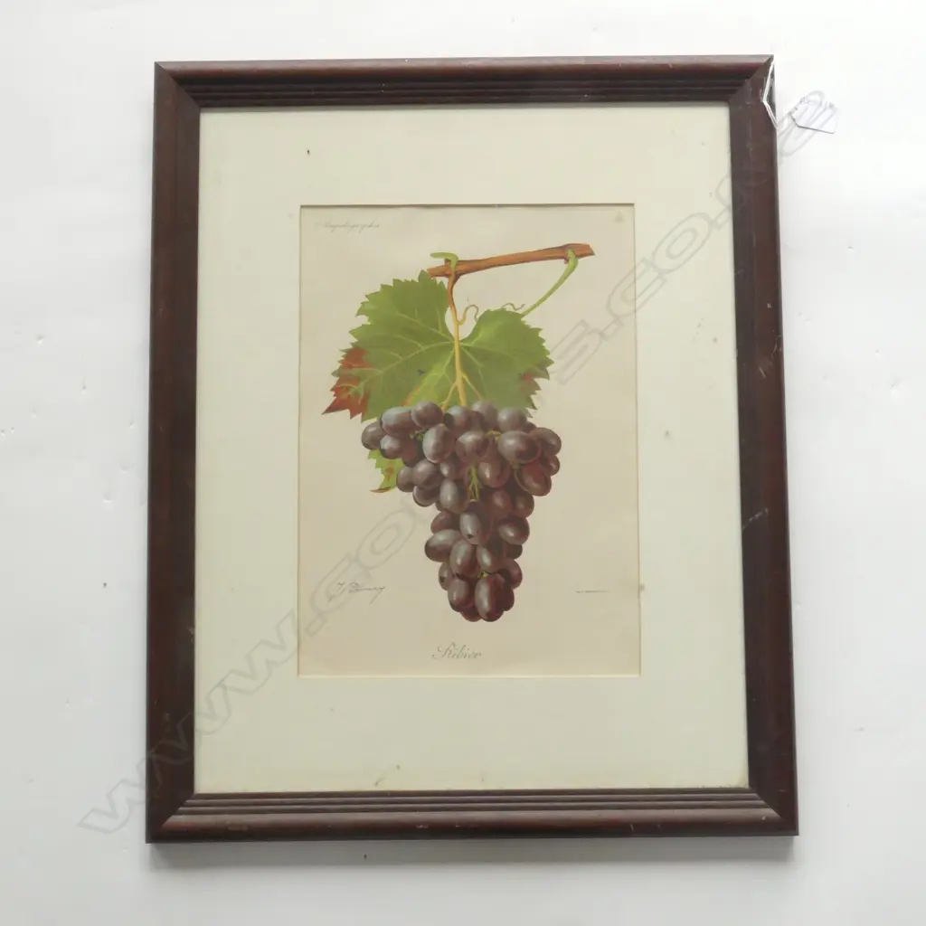 WINE GRAPES PRINT 'RIBIER' BY J. TRONCY 340x240mm Image 1++