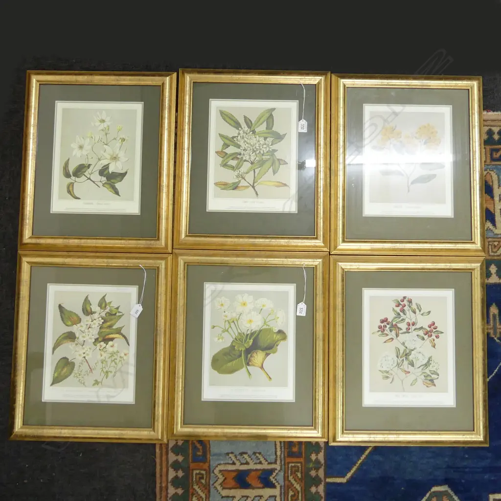 6 FRAMED BOTANICAL PRINTS 305x240mm Image 1++