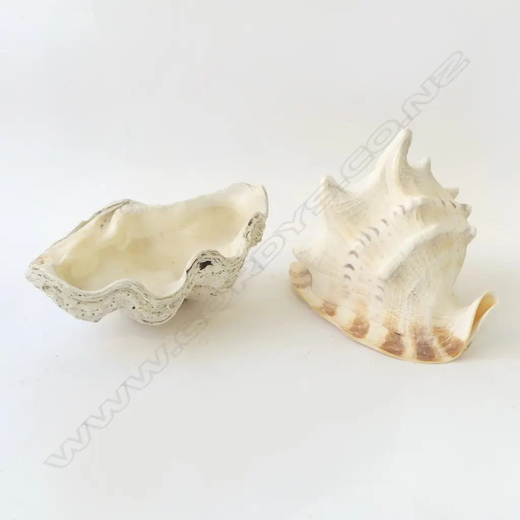 LG CONCH SHELL W.260mm + ANOTHER W.285mm Image 1++