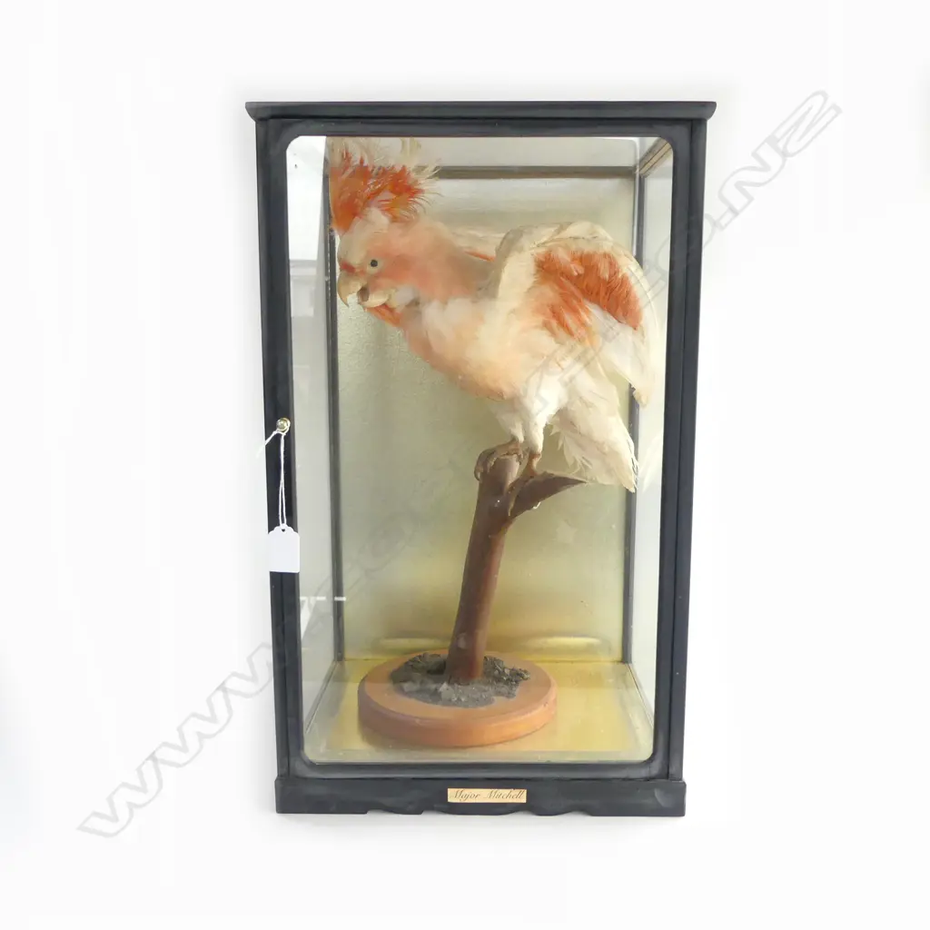 TAXIDERMY COCKATOO 'MAJOR MITCHELL' IN DISPLAY CASE 330x280x540mm Image 1++