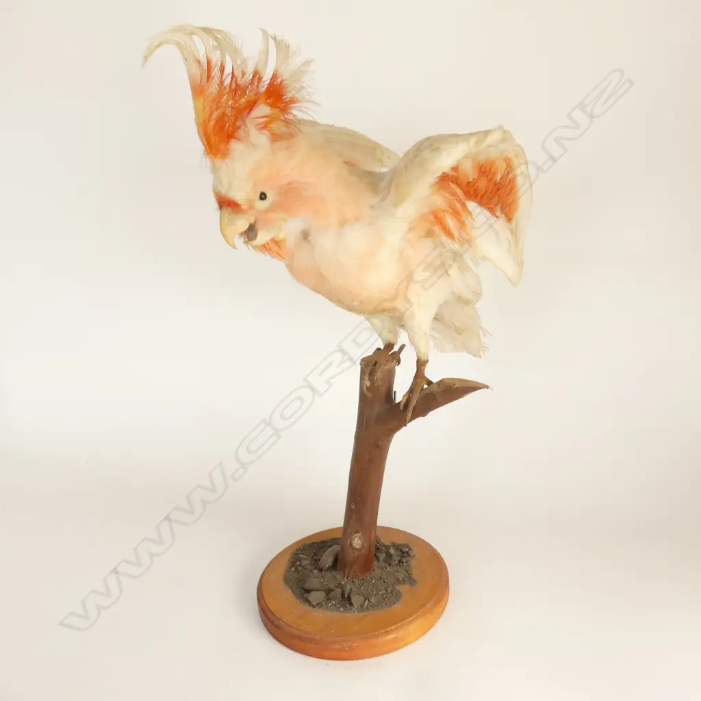 TAXIDERMY COCKATOO 'MAJOR MITCHELL' IN DISPLAY CASE 330x280x540mm Image 1++