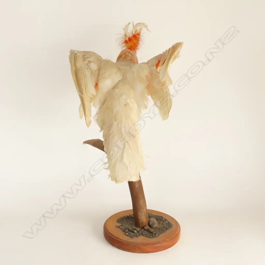 TAXIDERMY COCKATOO 'MAJOR MITCHELL' IN DISPLAY CASE 330x280x540mm Image 1++