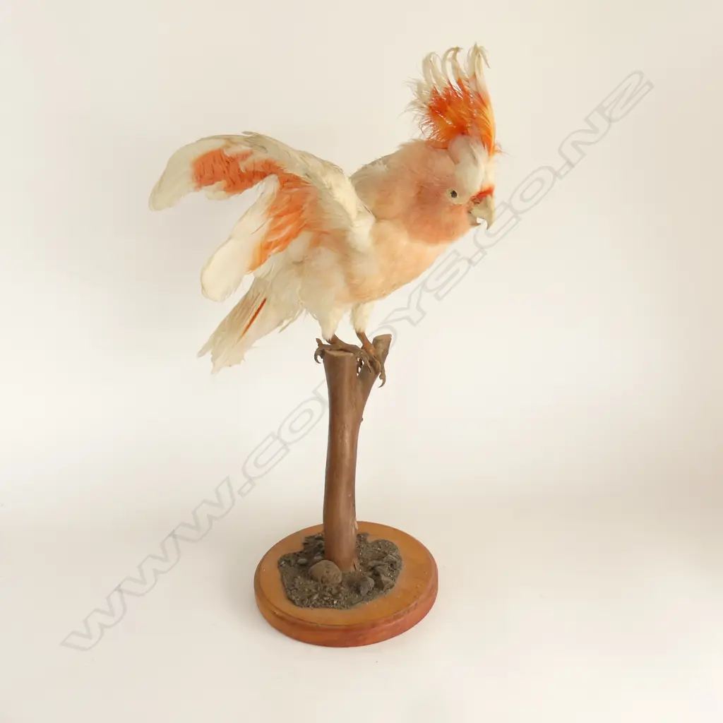 TAXIDERMY COCKATOO 'MAJOR MITCHELL' IN DISPLAY CASE 330x280x540mm Image 1++