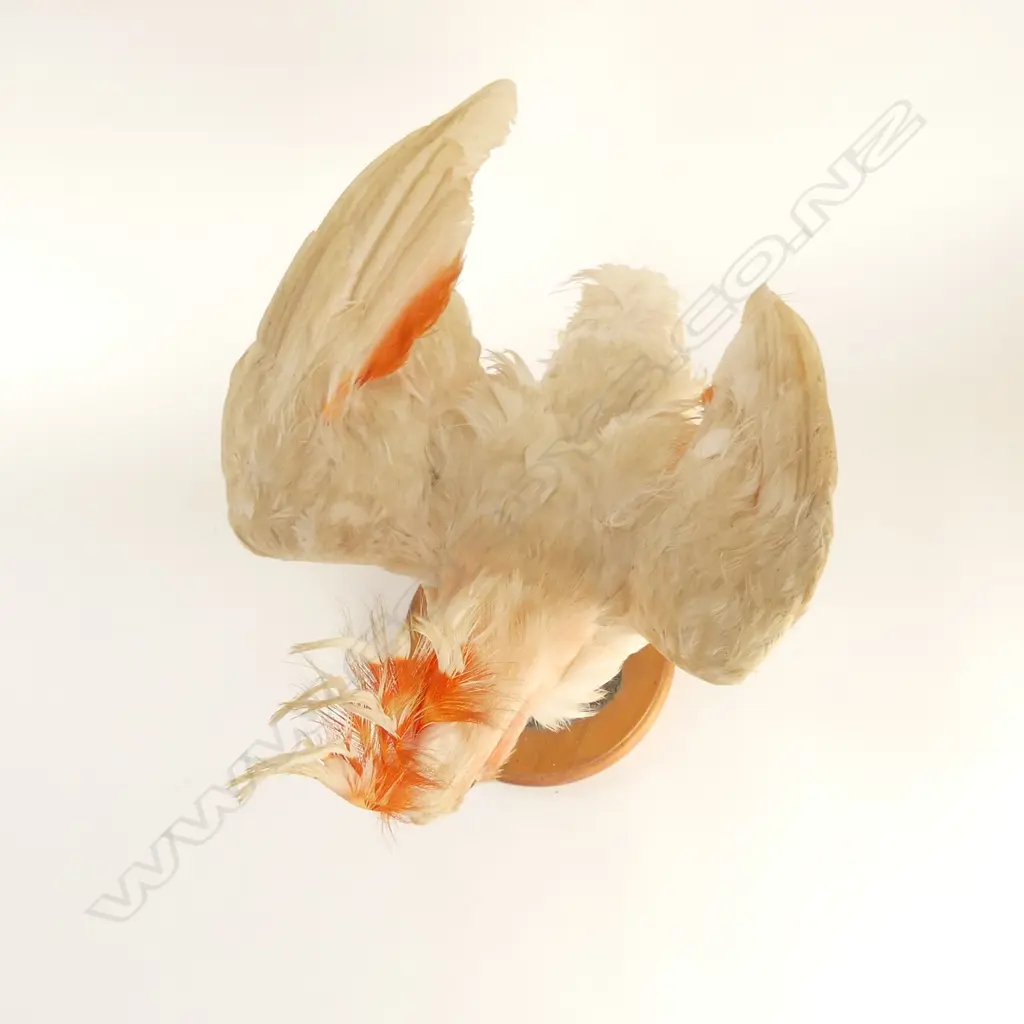 TAXIDERMY COCKATOO 'MAJOR MITCHELL' IN DISPLAY CASE 330x280x540mm Image 1++