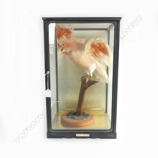 TAXIDERMY COCKATOO 'MAJOR MITCHELL' IN DISPLAY CASE 330x280x540mm