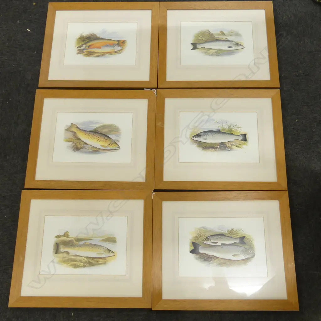 6 FISH PRINTS; SALMON, TROUT ETC 235x350mm Image 1++