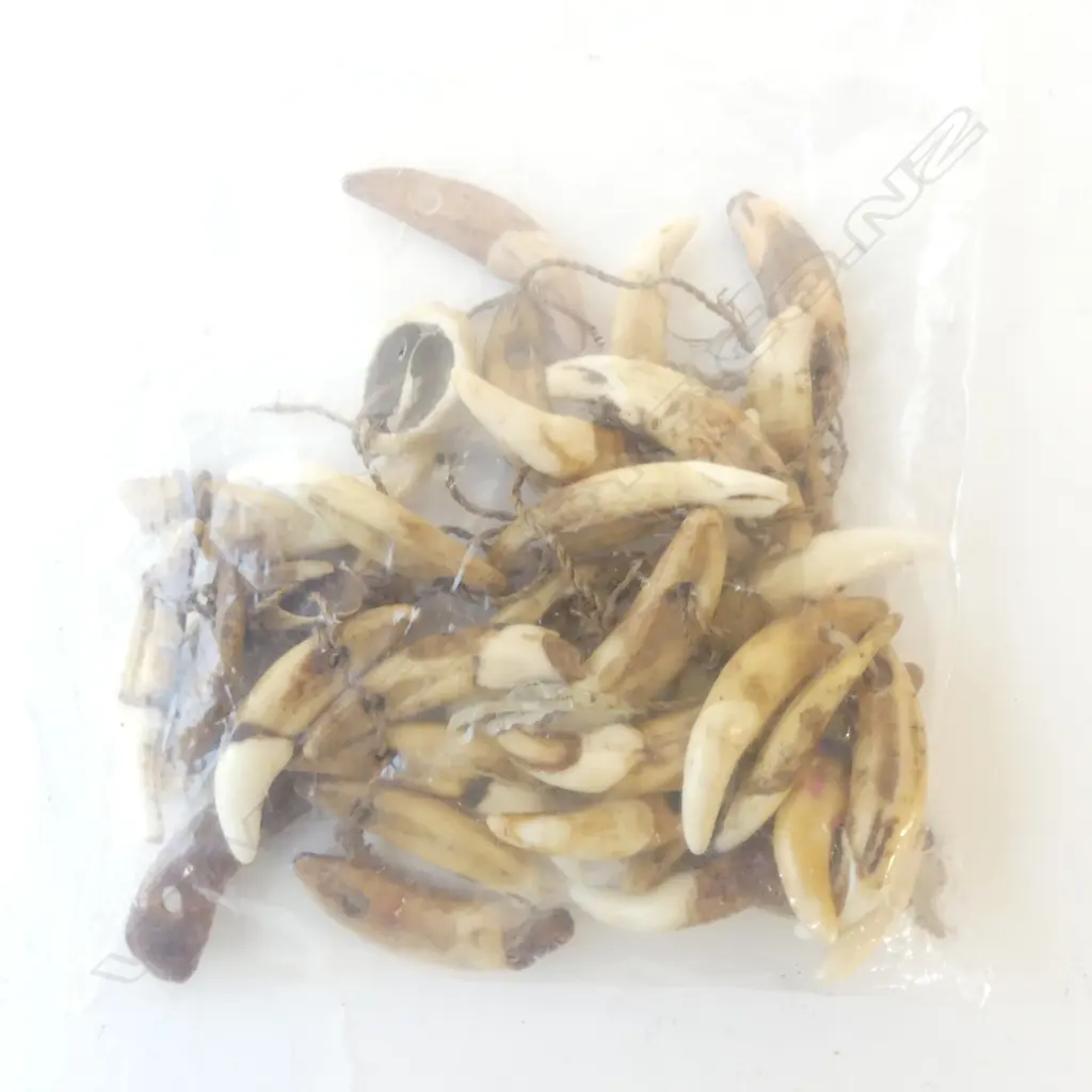 OLD DOGS TEETH Image 1++