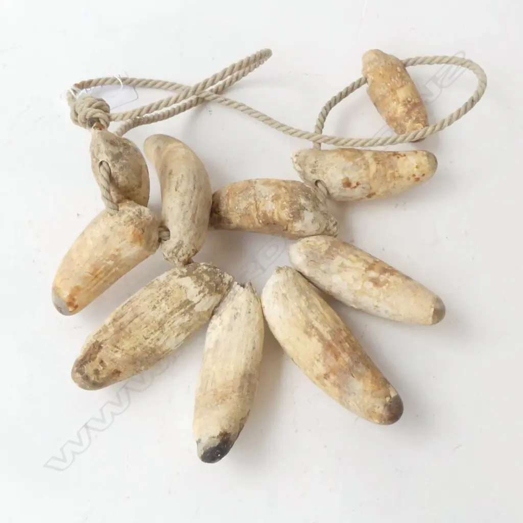 10 WHALE TOOTH NECKLACE... Image 1++