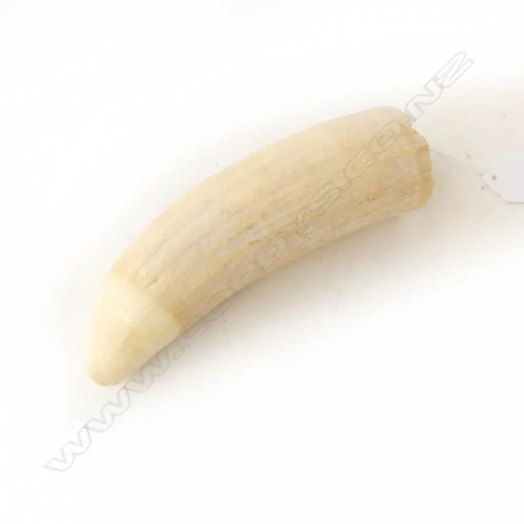 SPERM WHALES TOOTH L140MM Image 1++
